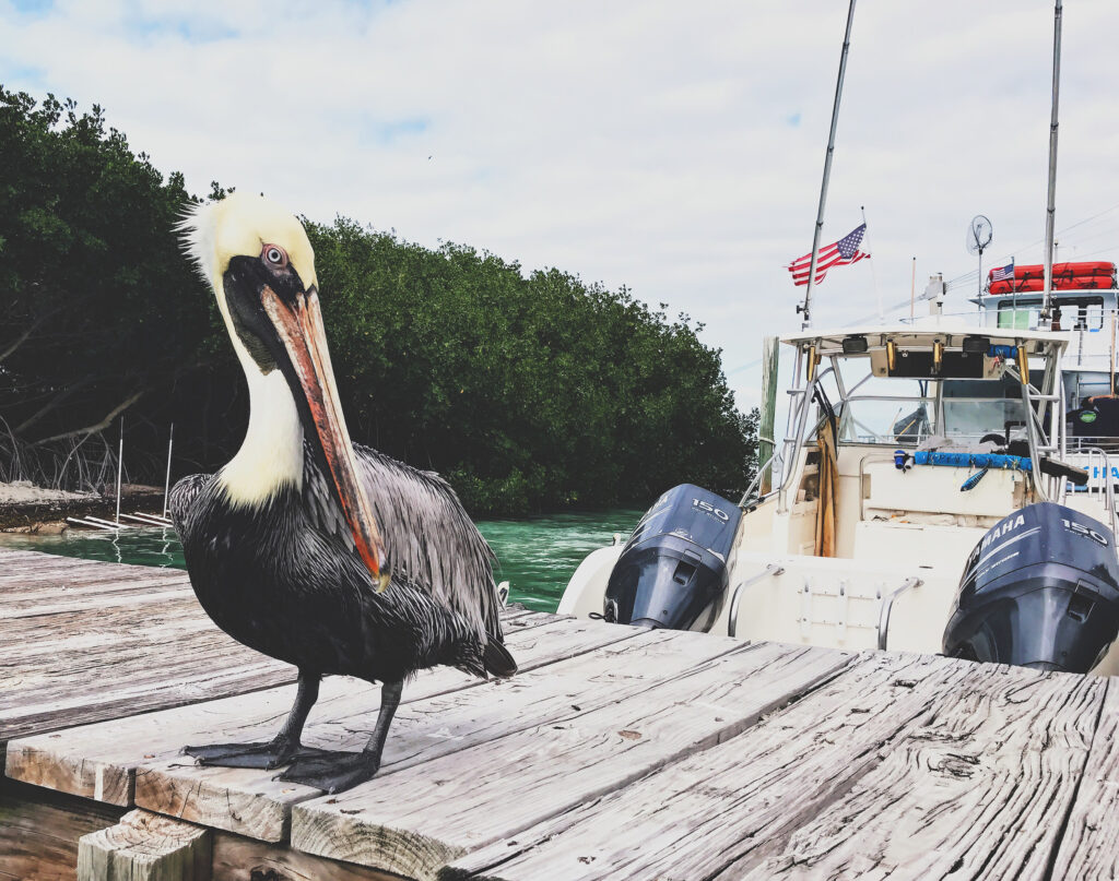 Pelican_Keys_Florida_La_Vie_Boheme_Blog_2