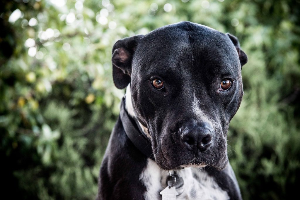 Desert_Joshua_Tree_pitbull_La_Vie_Boheme