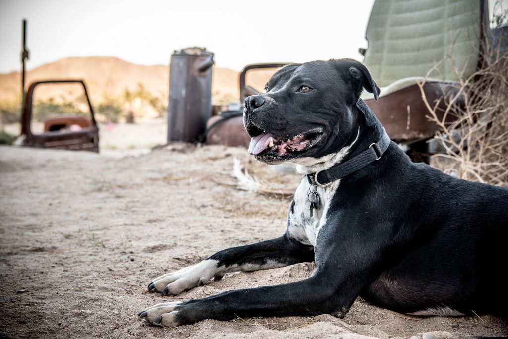 Desert_Joshua_Tree_pitbull_La_Vie_Boheme