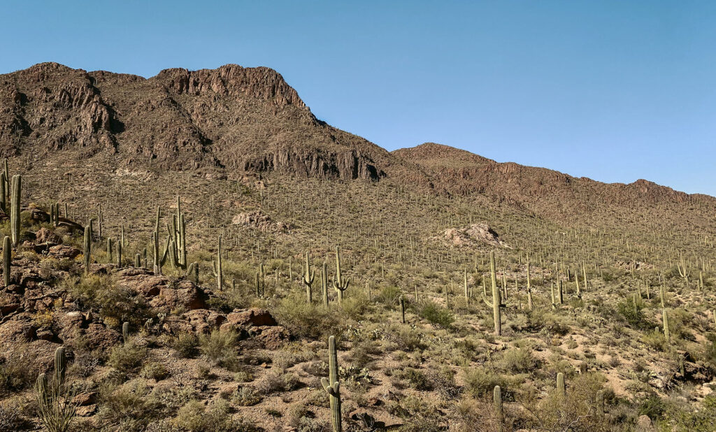 Saguaro_National_Park_Tucson_La_Vie_Boheme