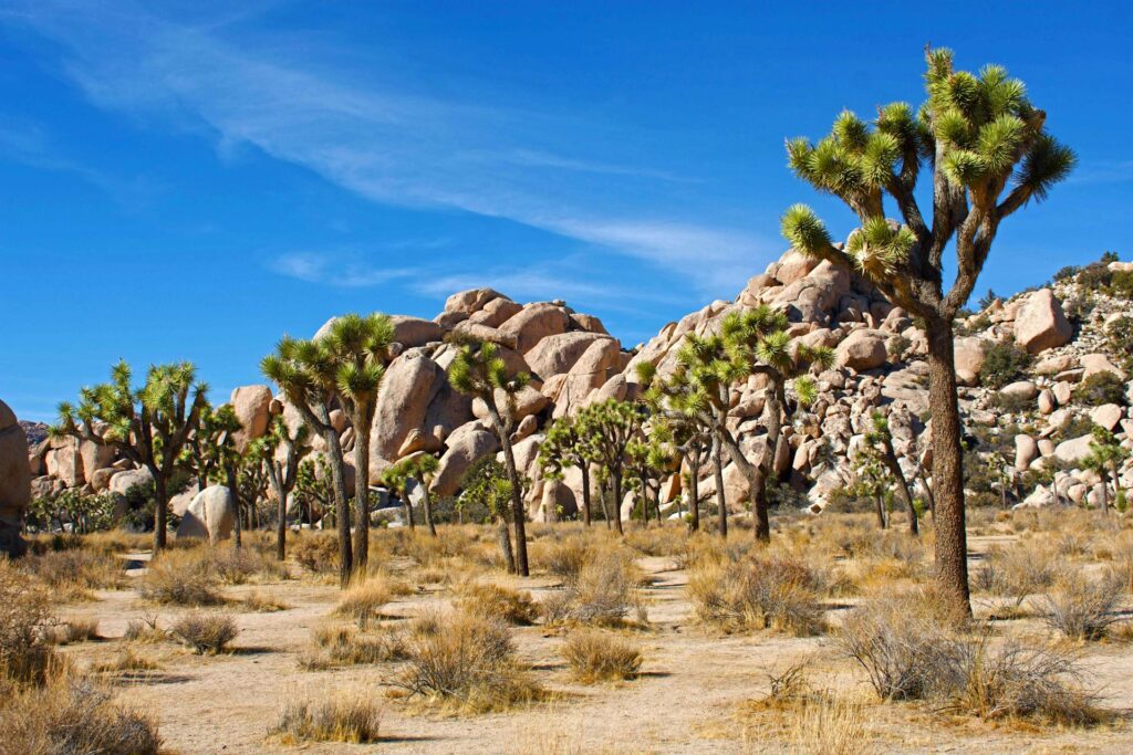 Joshua_Tree_La_Vie_Boheme